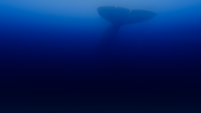 whaletail